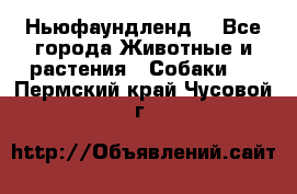 Ньюфаундленд  - Все города Животные и растения » Собаки   . Пермский край,Чусовой г.